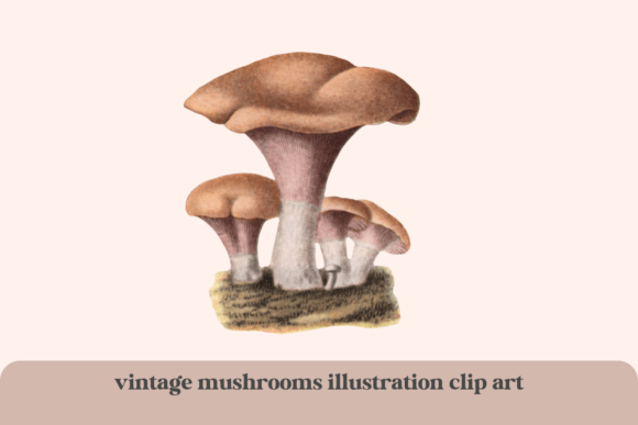 Download Vintage Clip Art Mushrooms Illustration - Vintage clip art Collection
